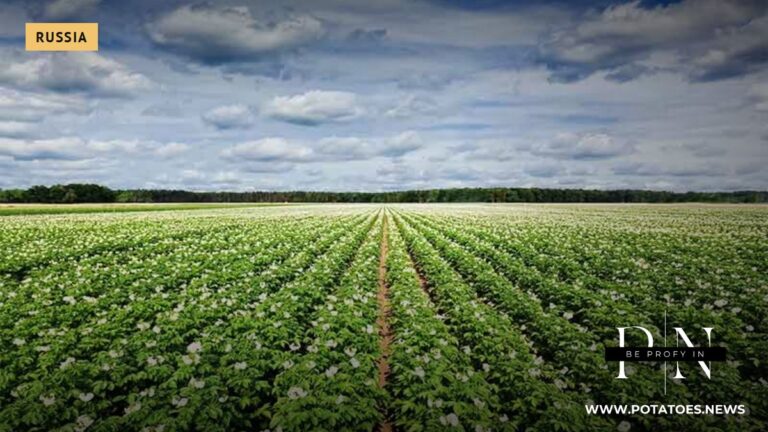 Bryansk Region Ramps Up Potato Harvest with Expanded Acreage, Modern Storage, and Digital Variety Research