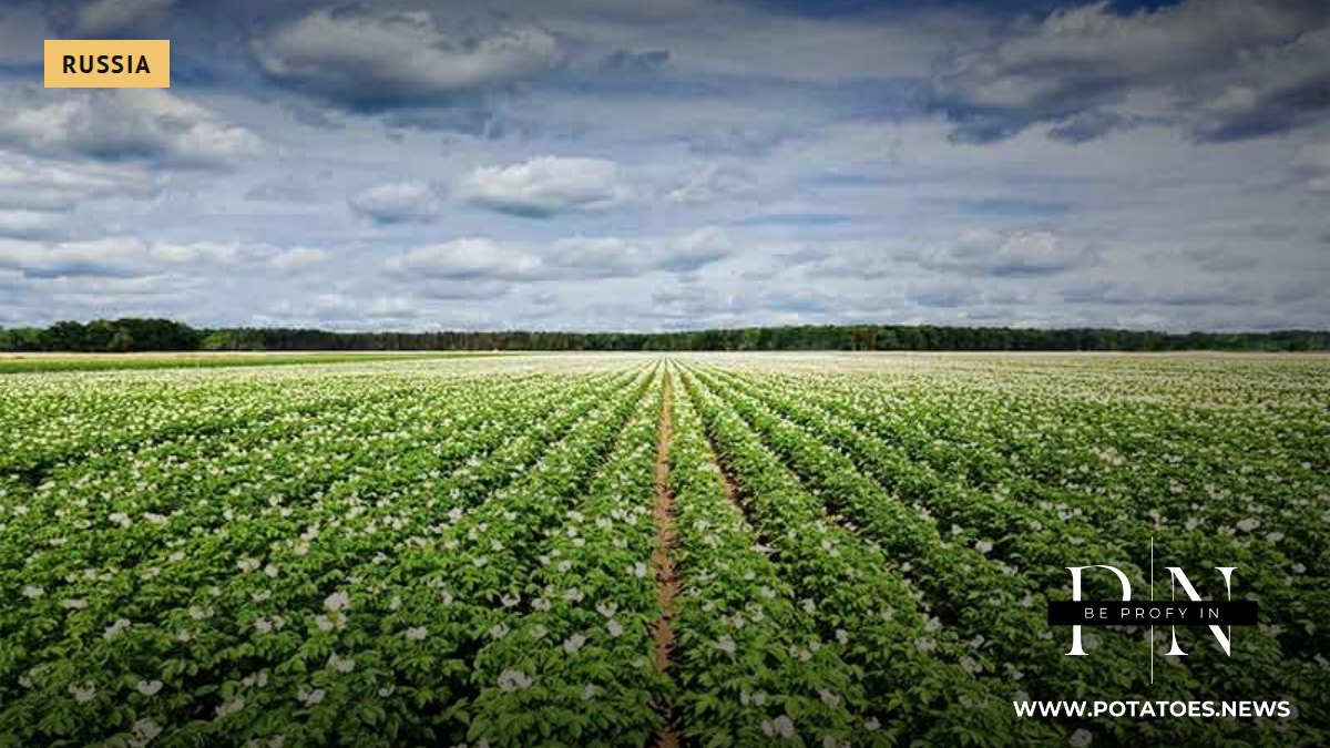 Bryansk Region Ramps Up Potato Harvest with Expanded Acreage, Modern Storage, and Digital Variety Research 1 Bryansk Region Ramps Up Potato Harvest with Expanded Acreage, Modern Storage, and Digital Variety Research