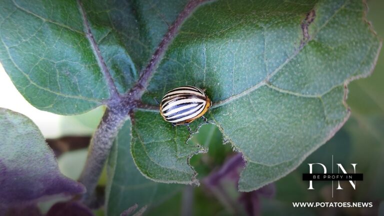 Global: Colorado Potato Beetle Rotations — Two Modes of Action per Generation at Most