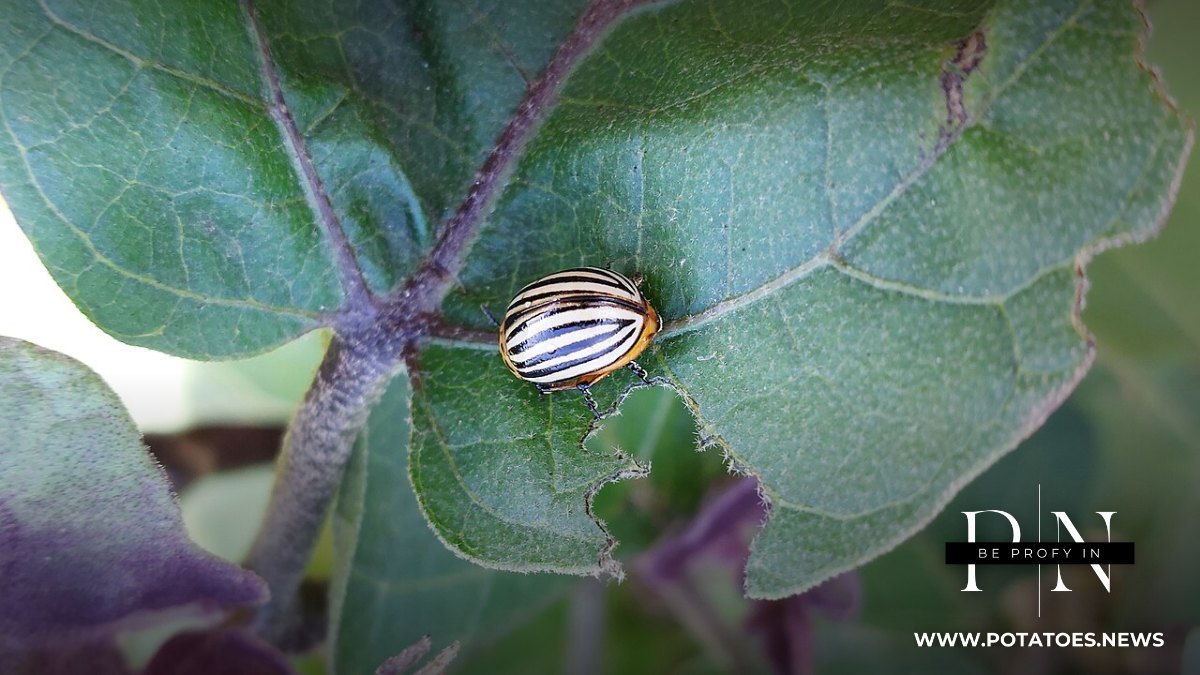 Global: Colorado Potato Beetle Rotations — Two Modes of Action per Generation at Most