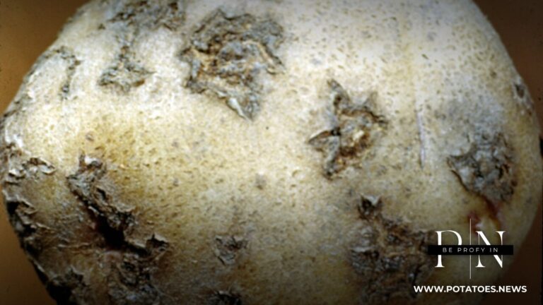 Global: Organic Matter Above 3% Linked to Lower Common Scab Pressure