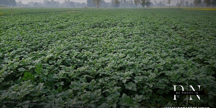 India: Kalénder Kentang Siki Punjab Ngajaga Kutu Daun sareng Virus 21 panutup pn 67296