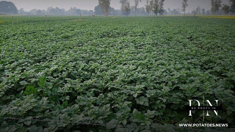 India: Punjab Locks In Planting Calendar for Seed Potato Crop