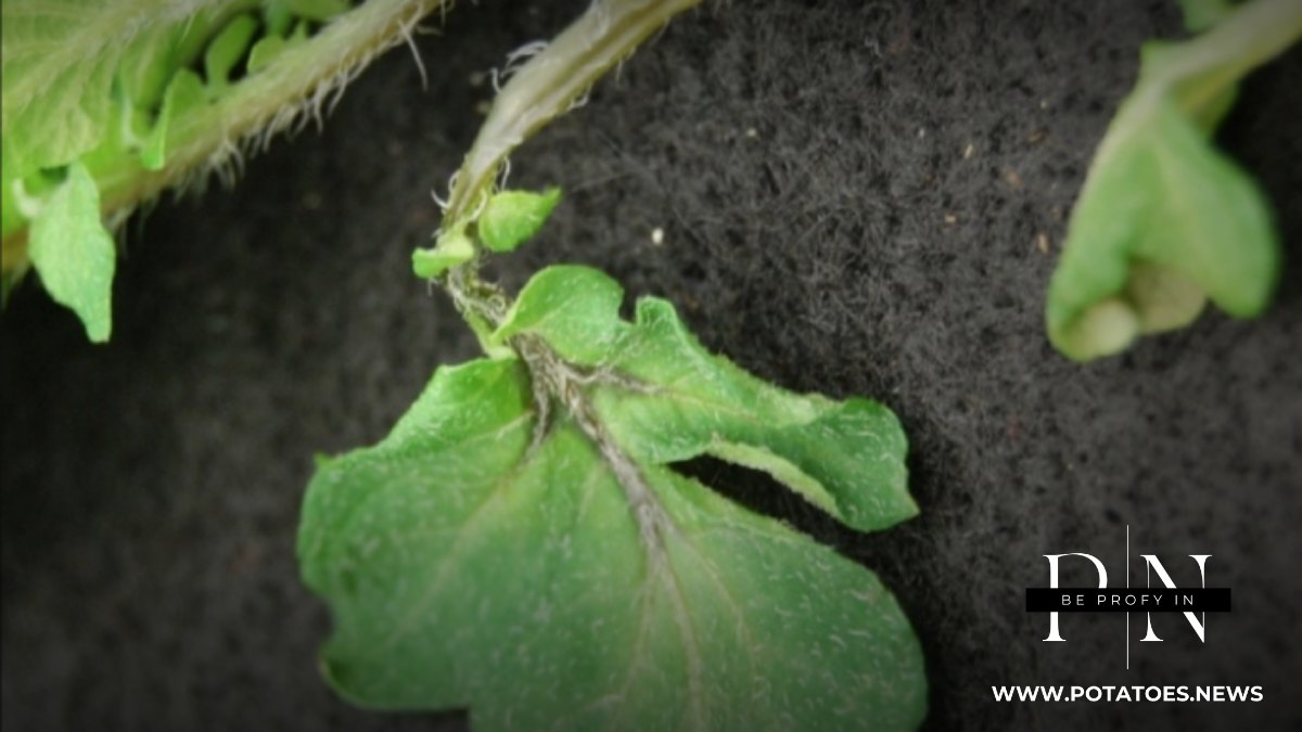 Глобальный вопрос: компания Dickeya Blackleg ужесточает сертификацию семян по всей Европе.