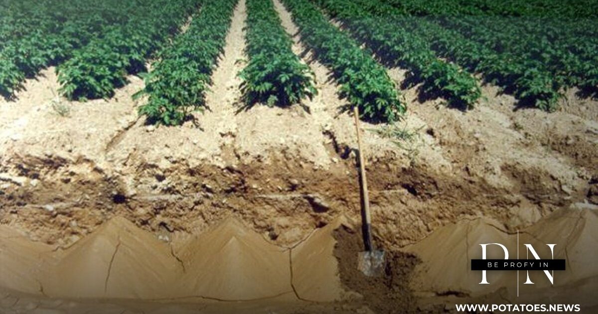 Global: Potato Early Dying Management Relies on Soil Testing and ...