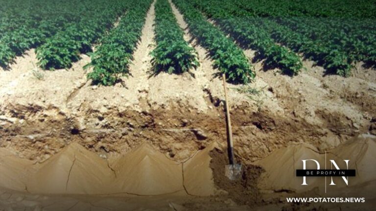 Global: Potato Early Dying Management Relies on Soil Testing and Rotation
