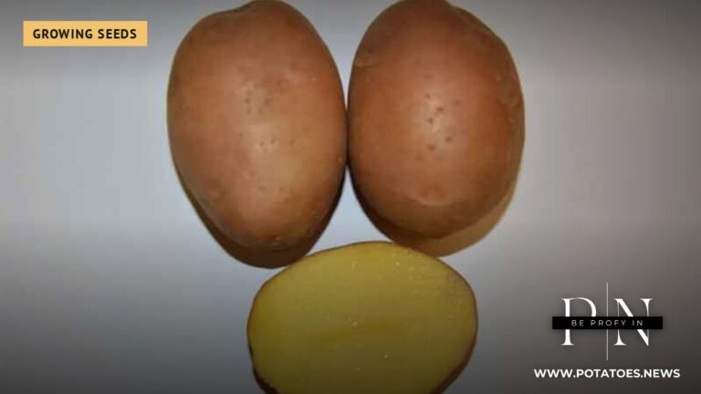 Belarusian Potato Sector: New Varieties and Cutting-Edge Technologies 2 Belarusian Potato Sector: New Varieties and Cutting-Edge Technologies