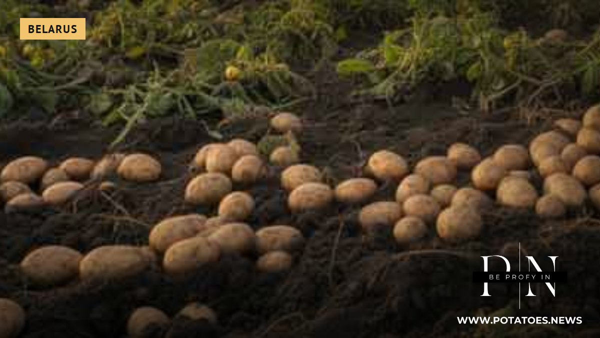 Belarus Ordered to Expand Potato Acreage, but Market Access Remains a Precondition 1 Belarus Ordered to Expand Potato Acreage, but Market Access Remains a Precondition