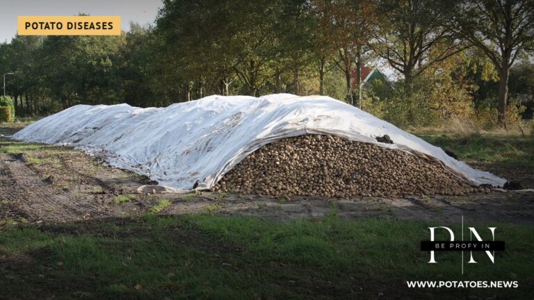Freshly dug potatoes on the field (illustrative). Silver Spoon / Wikimedia Commons, public domain.