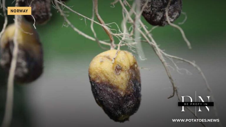 Norway Focuses on Storage Stability and Disease Resistance as Potato Stocks Reach Record Levels 3 노르웨이는 감자 재고가 사상 최고치를 기록함에 따라 저장 안정성과 병충해 저항성 향상에 집중하고 있습니다.