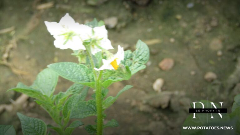 Argentina: Buenos Aires Province Urges Southeast Potato Growers to Join Horticultural Census before October 31 3 A potato field in flower