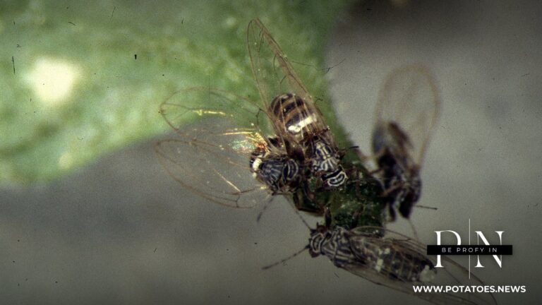 Potato psyllid, vector of zebra chip disease