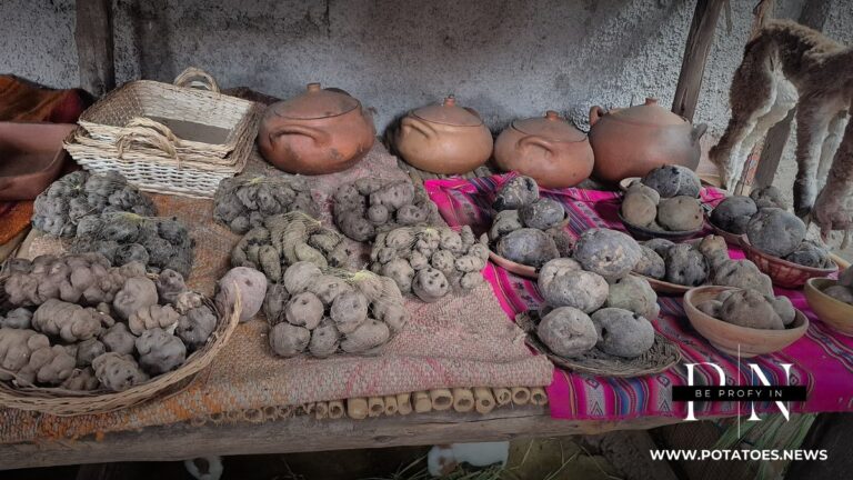 Native Peruvian potatoes at a market