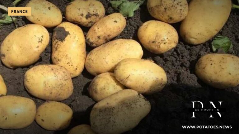 France Invests in Cold Storage and Processing Capacity as Heatwaves Reshape Potato Quality and Supply