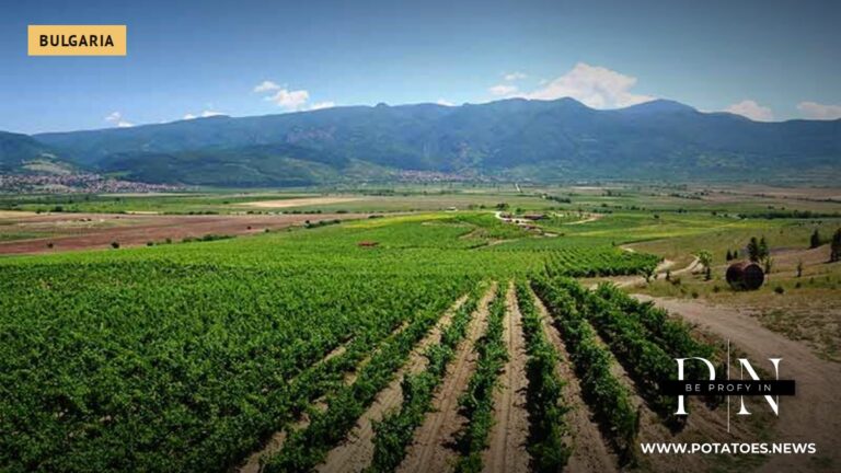 La crise du stockage de pommes de terre en Bulgarie s'aggrave, la surproduction et les importations à bas prix forçant une restructuration du secteur.