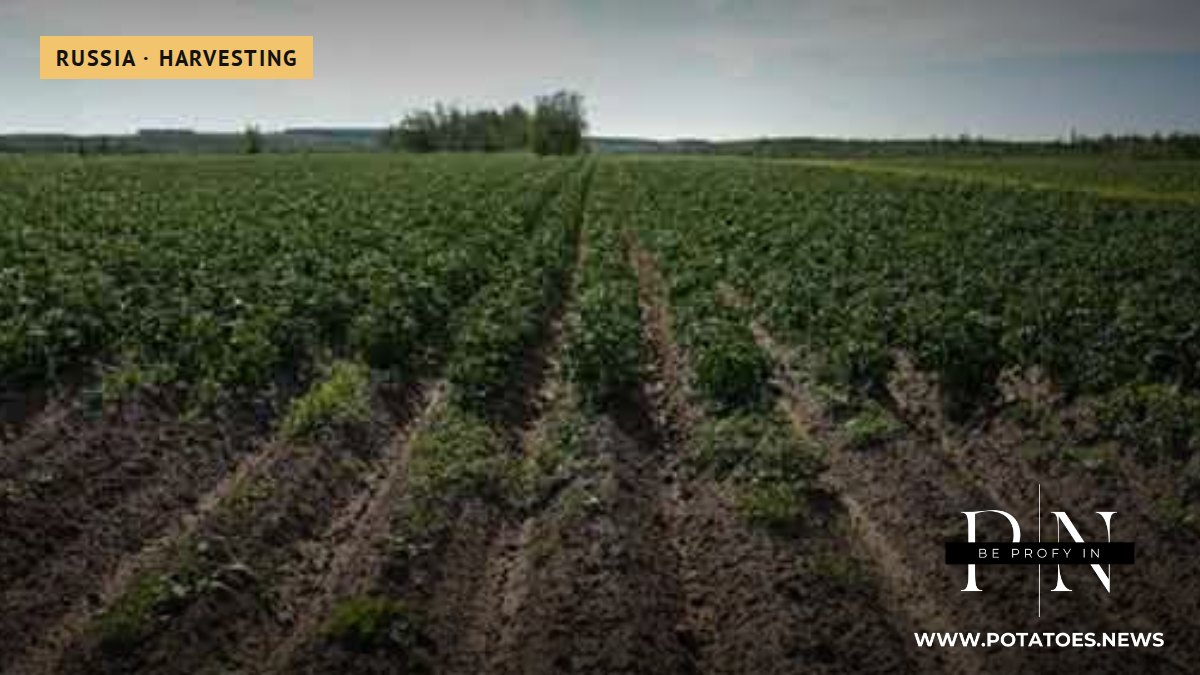Yakutia Harvests Over 63,000 Tonnes of Potatoes as Campaign Nears Completion