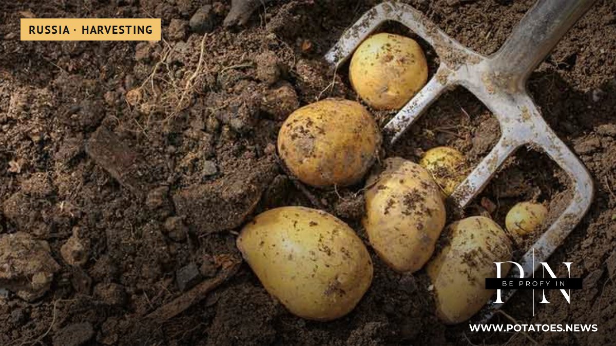 Russia’s Potato Yields Hit Record High in 2025 as Astrakhan Leads Regional Rankings