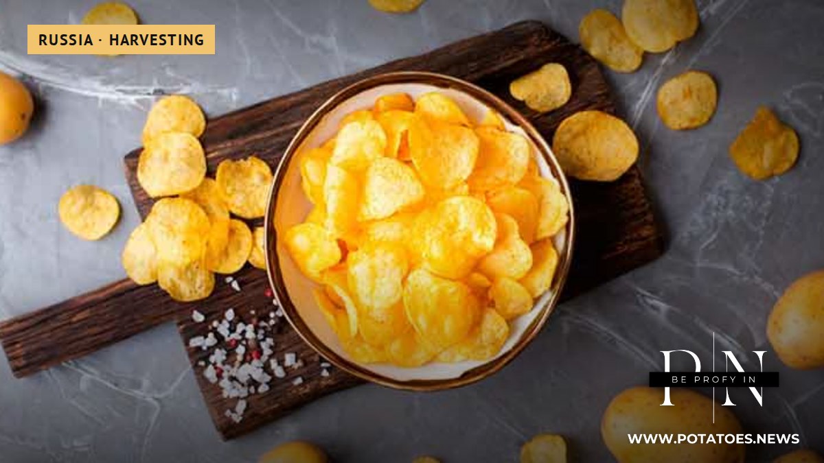 Russian Phytosanitary Inspectors Clear 8,500 Tonnes of Potatoes for Chip Production in Moscow Region