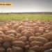 Seed Potato Sales Stall in Rangpur as Falling Prices and Farmer Losses Deter Dealers