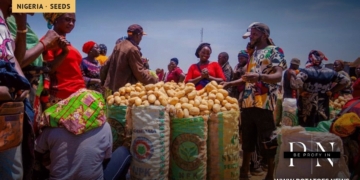 Closing Nigeria’s Potato Seed Gap: Why Quality Alone Is Not Enough