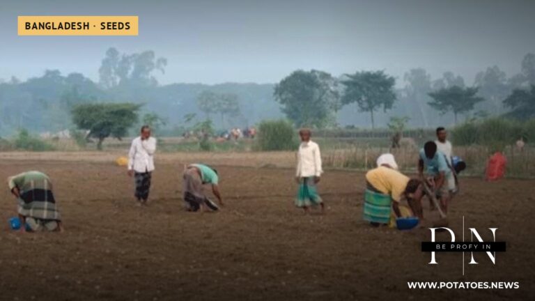 Early Potato Farming Takes Root in Dinajpur as Growers Race for Premium Prices