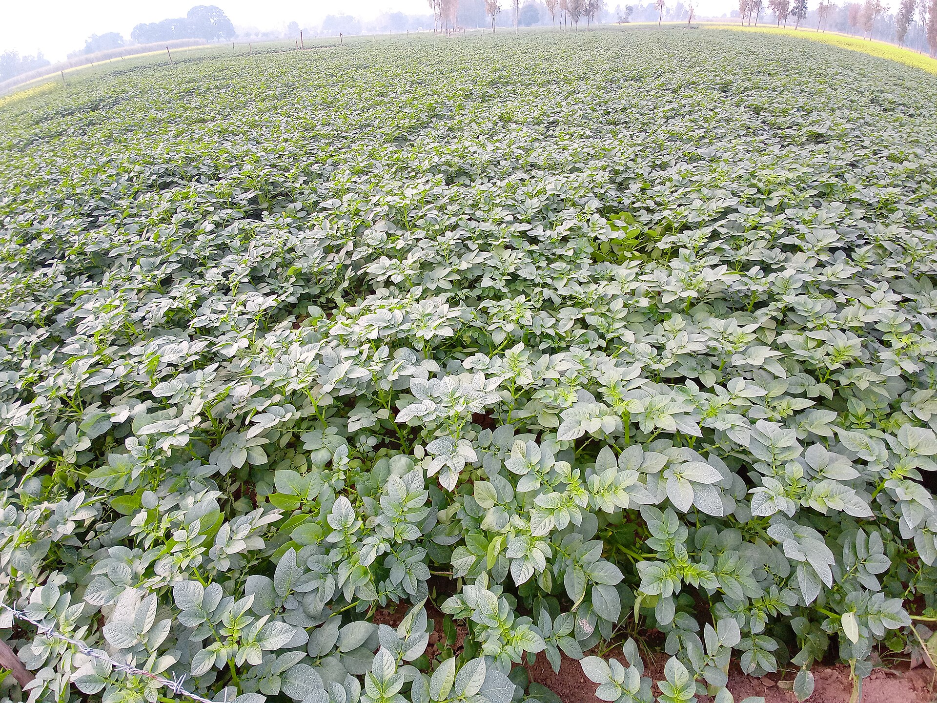 Indian Potato Field