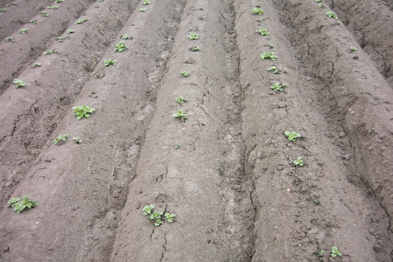 Potato field in Germany