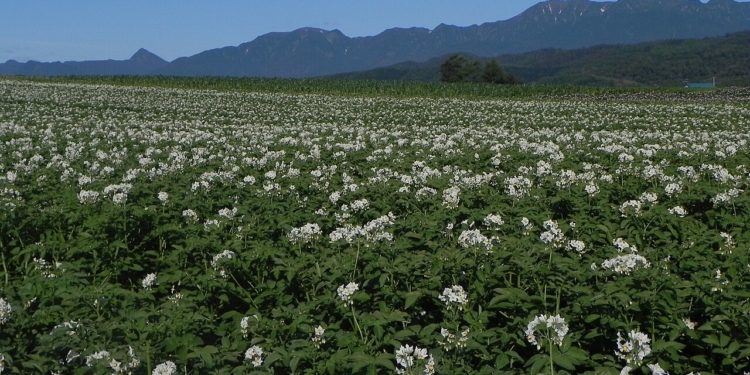 campo di patate Hokkaido