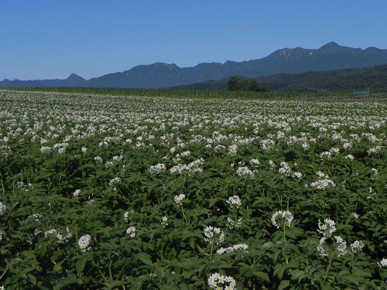 Potato field in Hokkaido, Japan