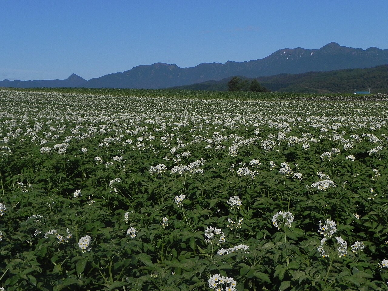 potato field hokkaido