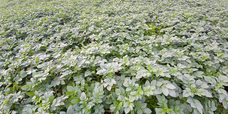 ഇന്ത്യയിലെ ഉരുളക്കിഴങ്ങ് കൃഷിയിടം