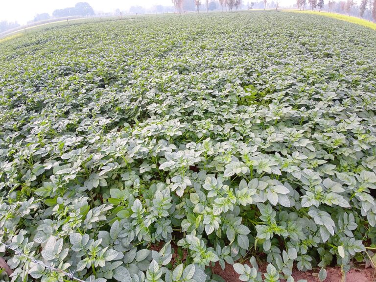 Potato field, illustrative photo