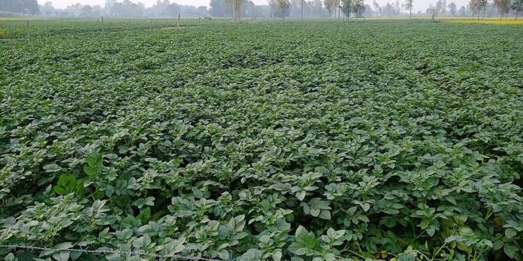 potato field nz