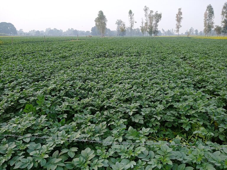 Potato field, illustrative photo