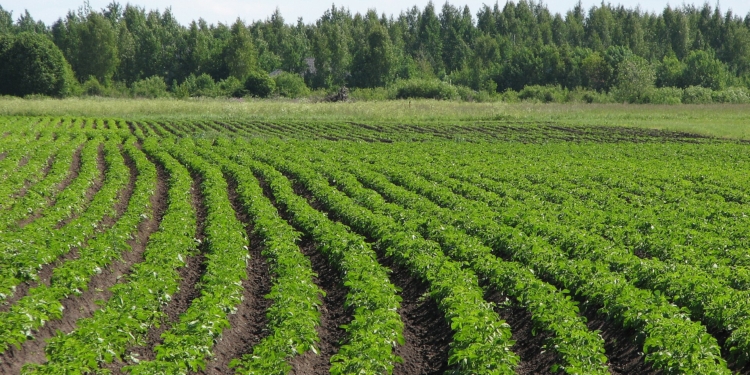 potato field russia