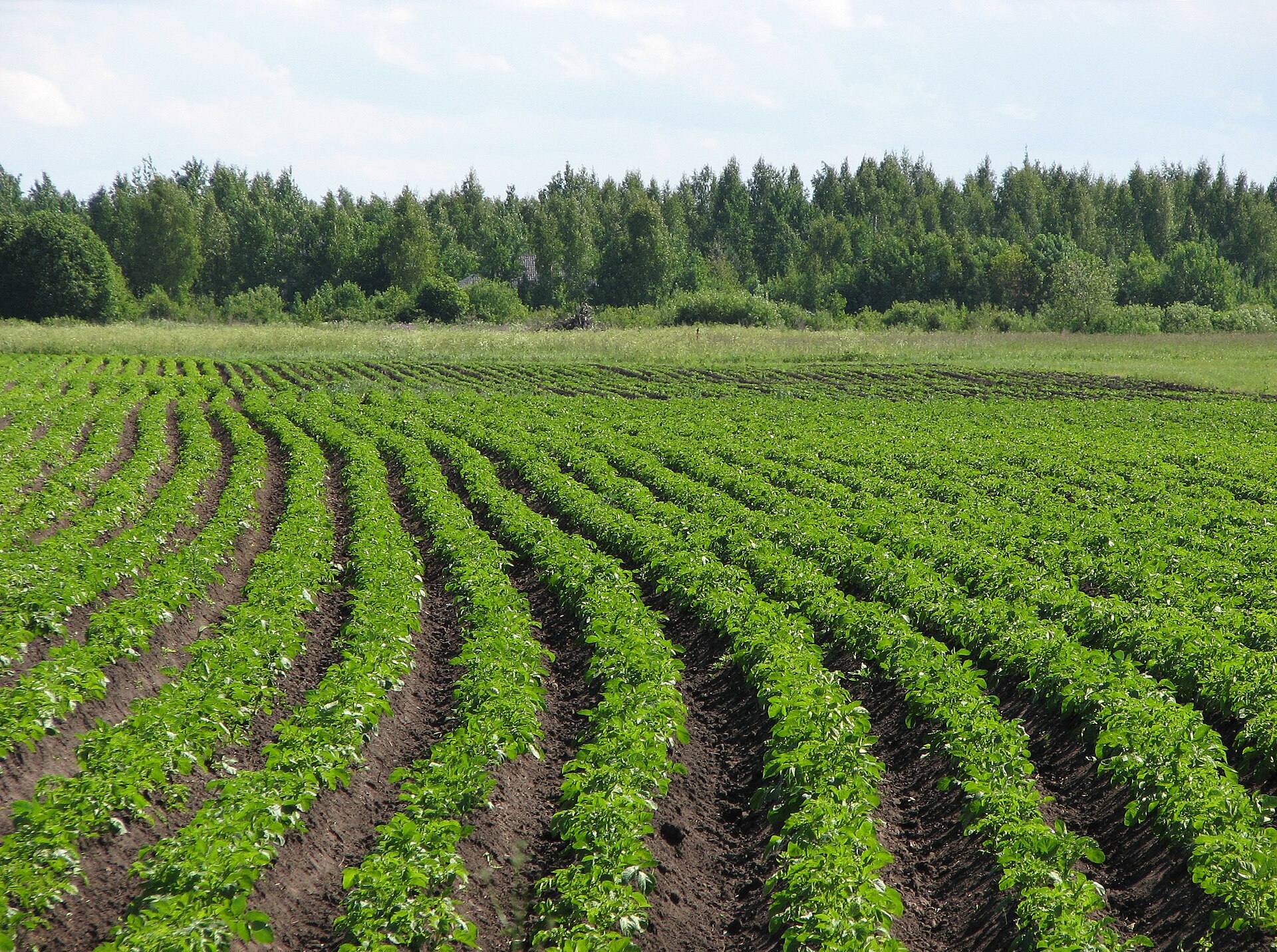 Potato field in Russia