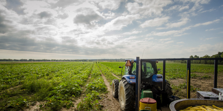 campo di raccolta patate USDA 1