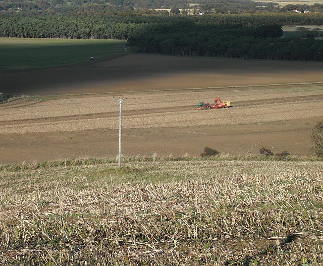 Potato harvest in the field