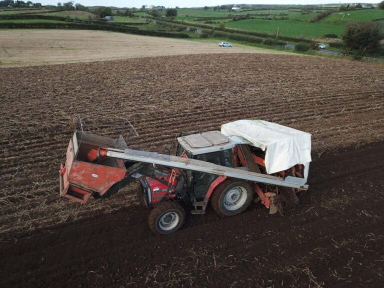 Potato harvest in the field
