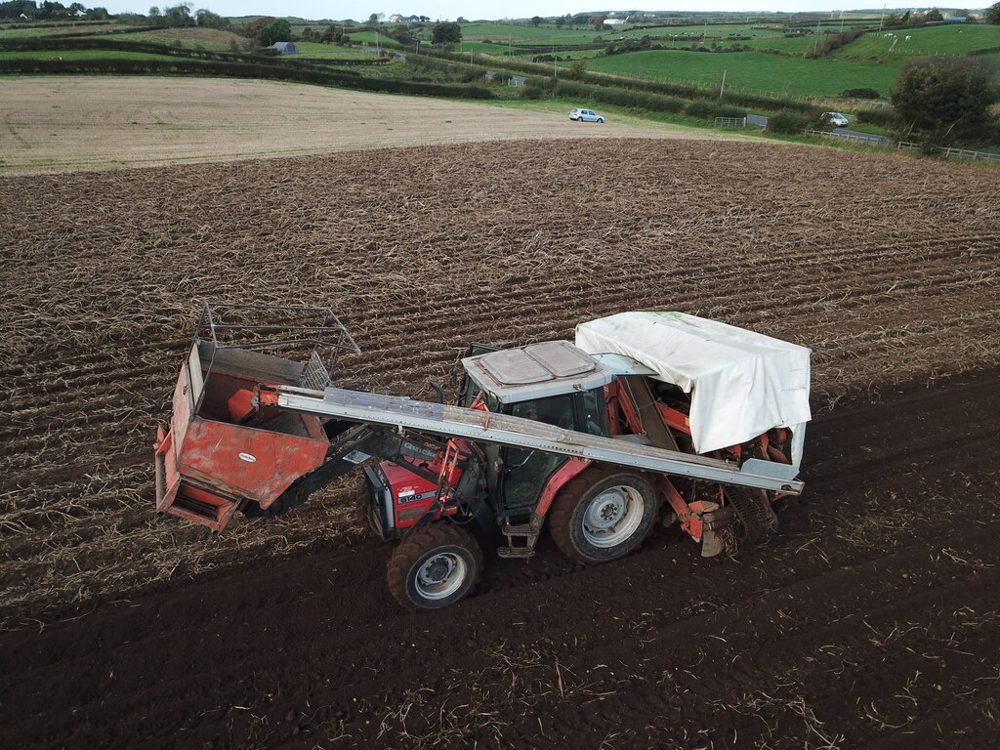 Potato harvest in the field