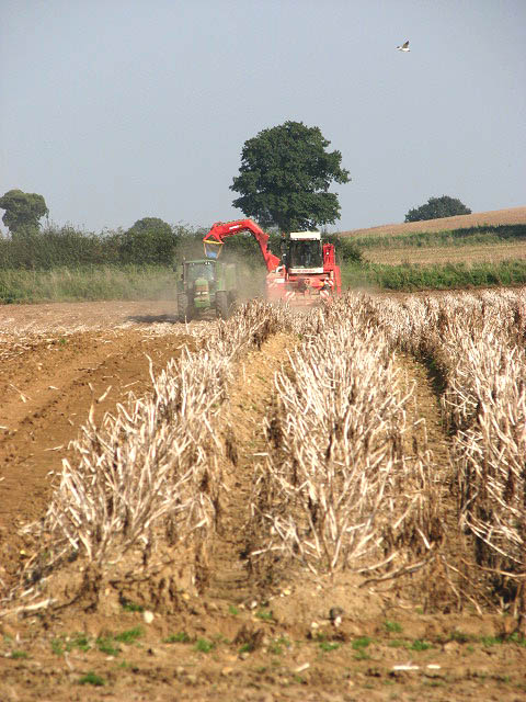 Potato harvest in progress