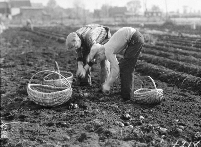 Potato harvest near Ottawa, Ontario