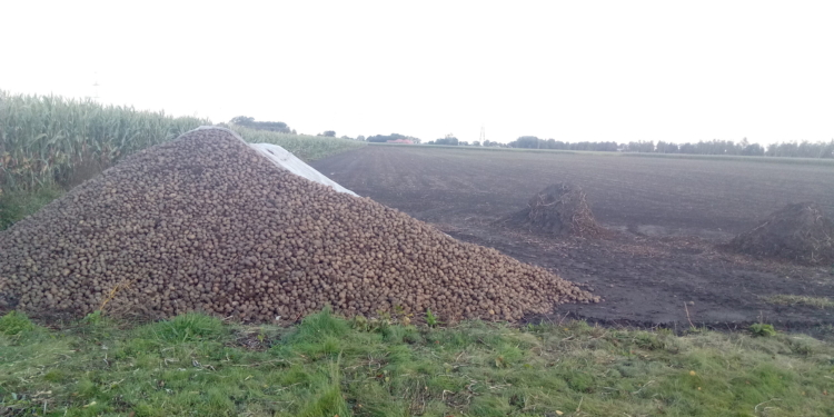 potato harvest pile scaled