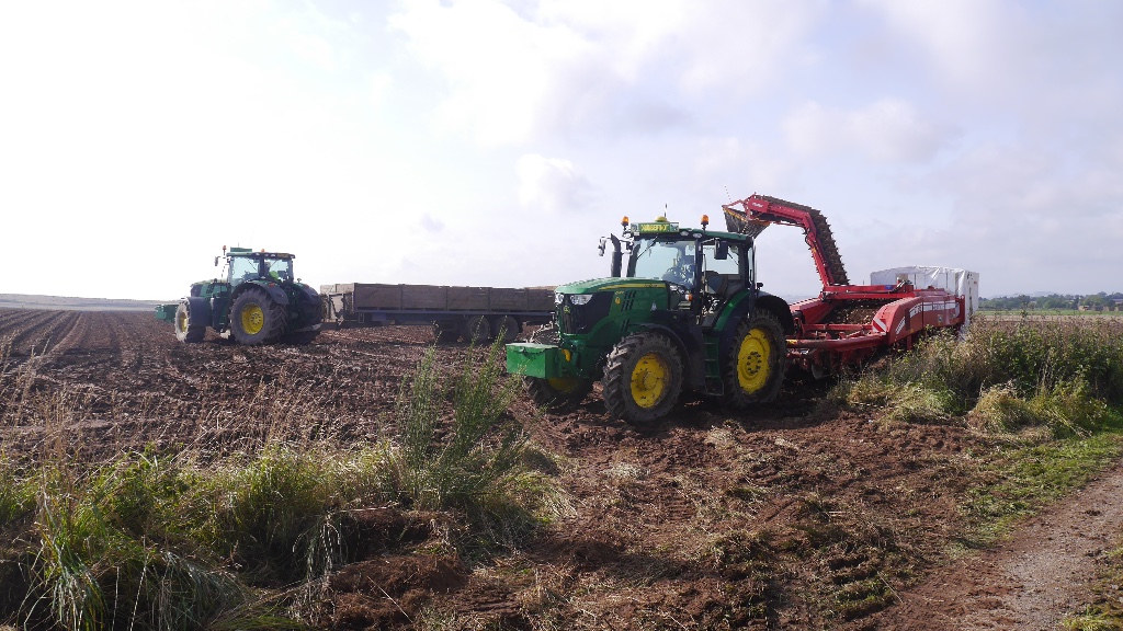Potato harvester 