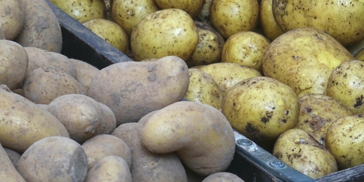 potato market pixabay 6563452