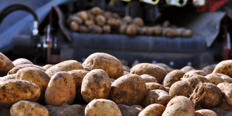 potato sorting pixabay 2065698 1