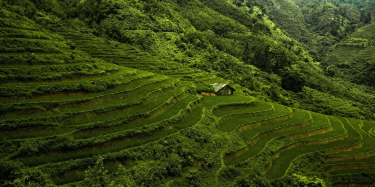 risone vietnam pixabay 4252014 1
