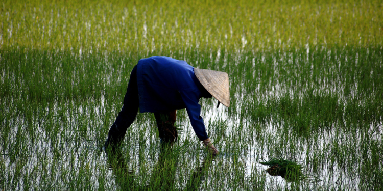 riziere vietnam