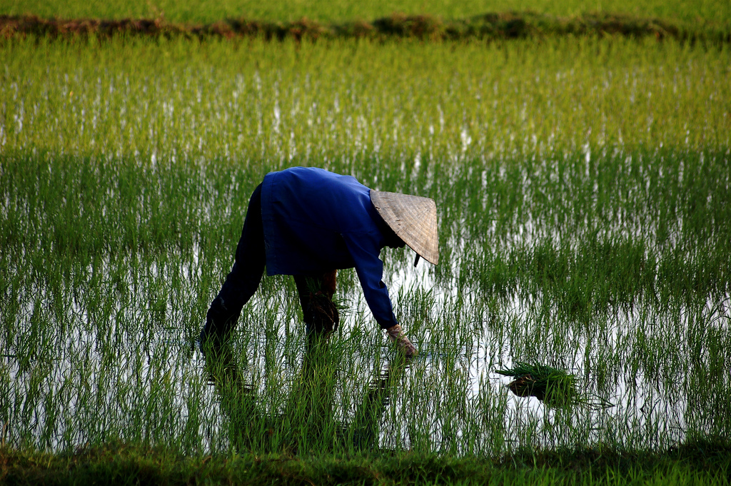 rizière vietnam
