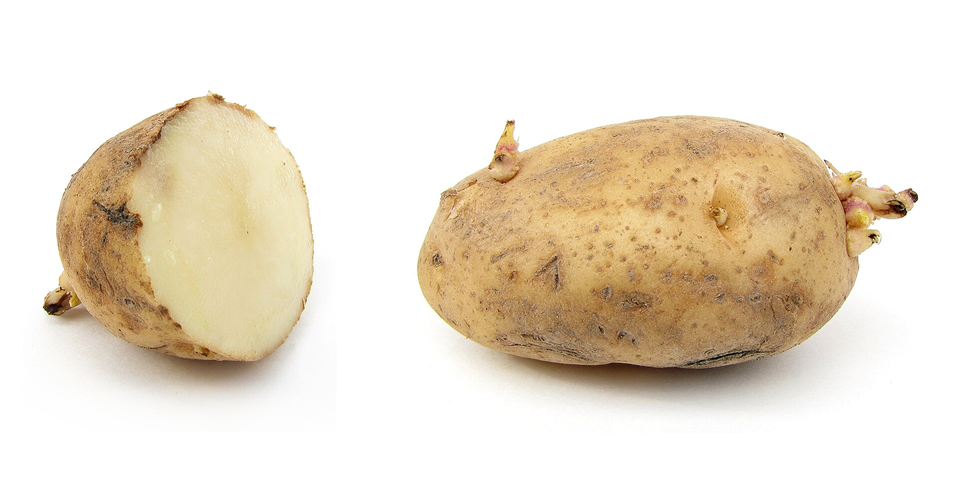 1 and a half russet potato with sprouts. Sliced (left) and whole (right). About 4 1/2 inch